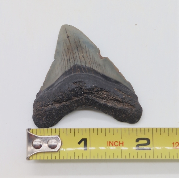 Real Otodus Megalodon Shark Tooth Fossil Sharp Serrations Black / Gray - Picture 3 of 8